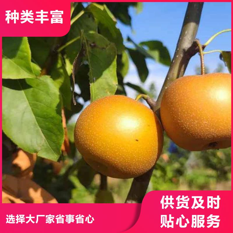 梨奥红一号梨苗专注细节专注品质