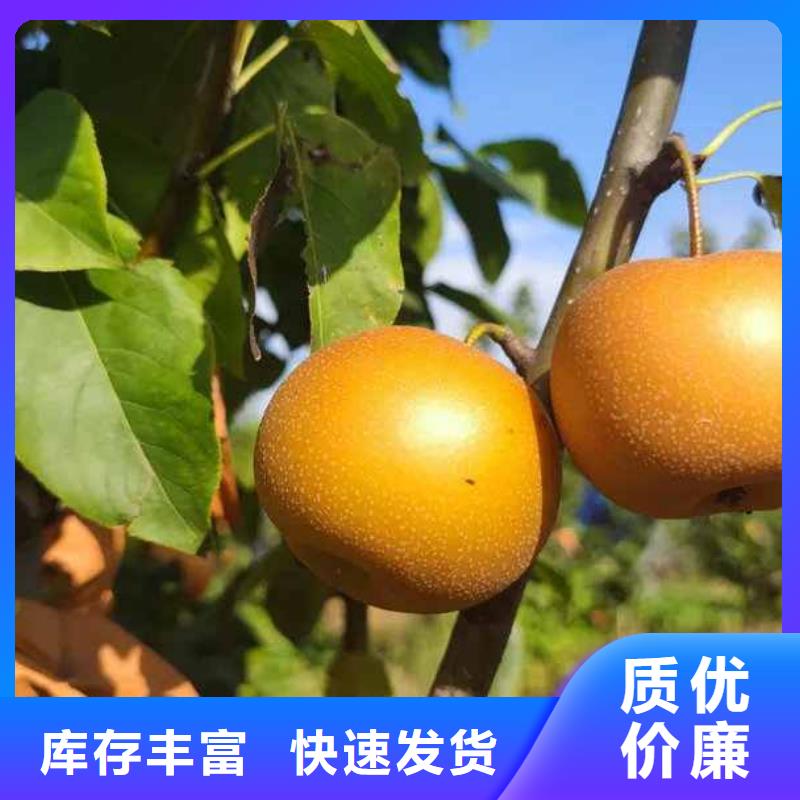 梨-奥红一号梨苗本地厂家值得信赖