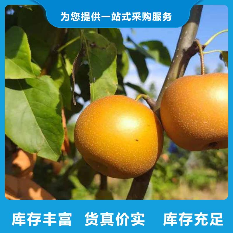梨_杜梨苗多种规格可选