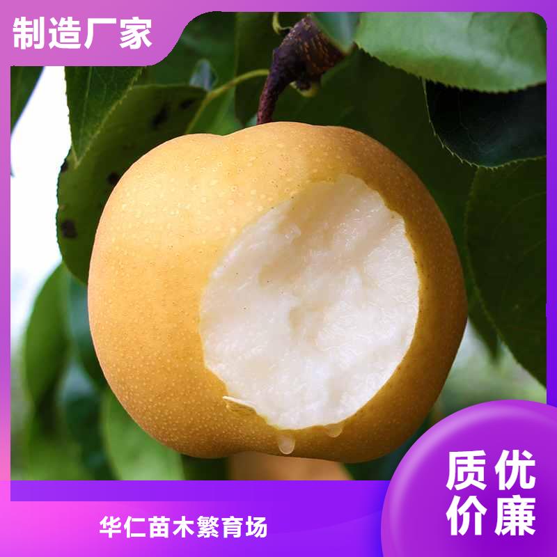 梨毛桃苗一对一为您服务