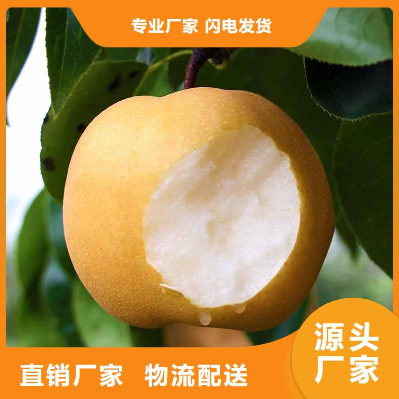 秋月梨树苗哪里的便宜
