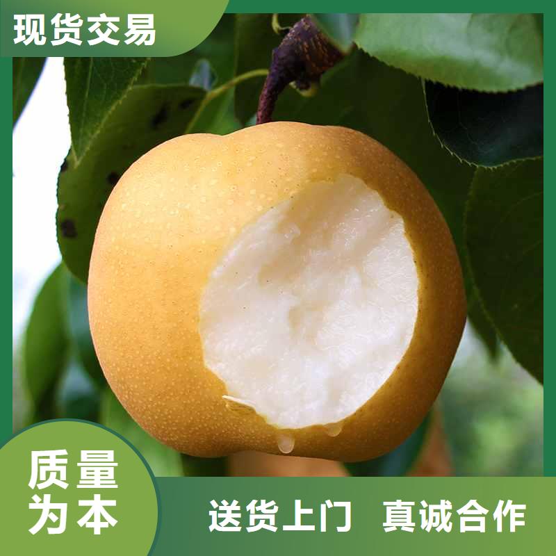 梨奥红全红梨树苗供应商
