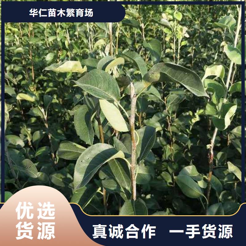 梨梨树苗基地优选货源