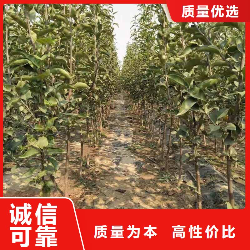 梨玉露香梨树苗买的放心安兴用的舒心