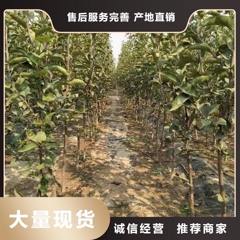秋月梨苗种植方法