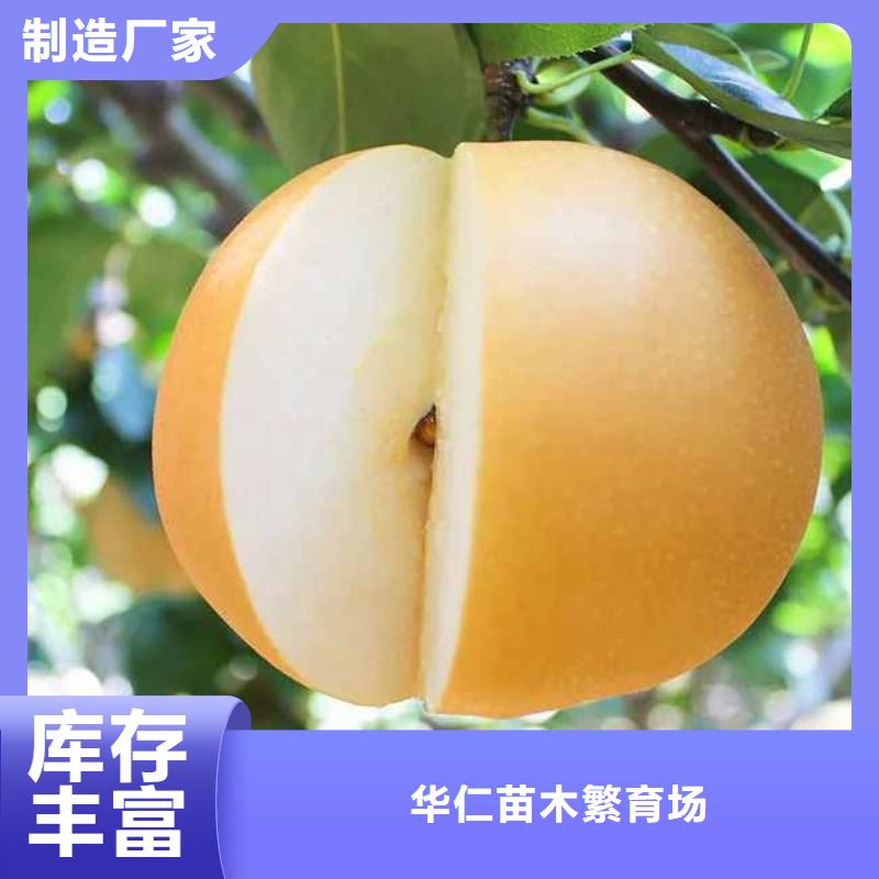 秋月梨种植苗生产基地
