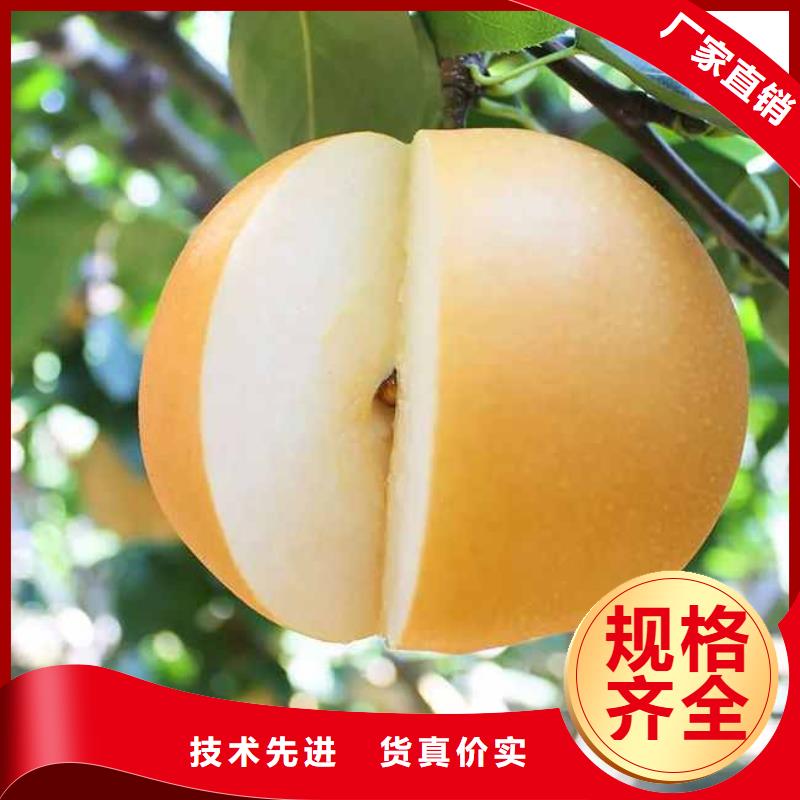 梨梨树苗基地优选货源