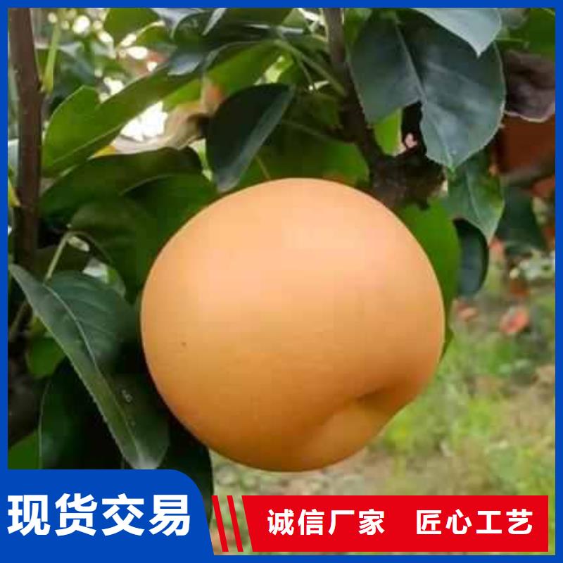 梨-奥红一号梨苗本地厂家值得信赖
