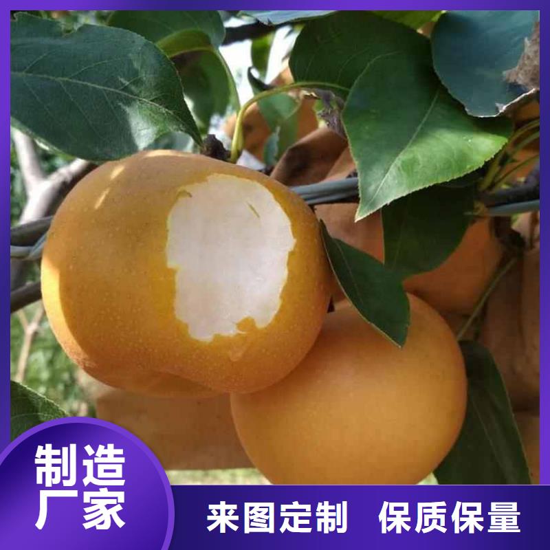 梨-香酥梨树苗常年供应
