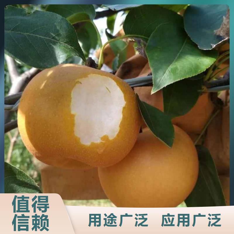 秋月梨种植苗多少钱一株