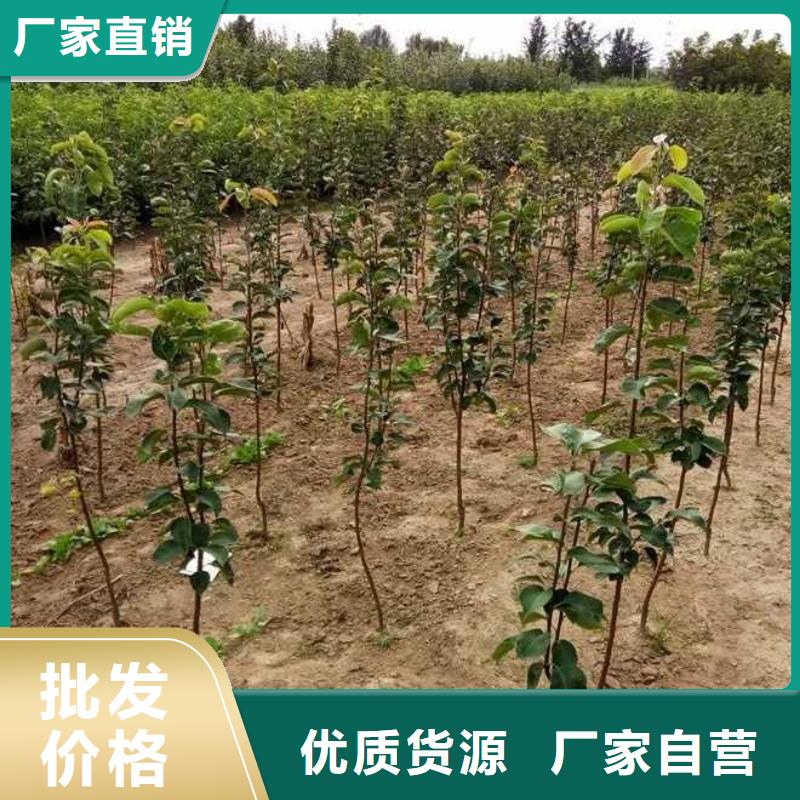 【梨】-新梨7号梨树苗畅销本地