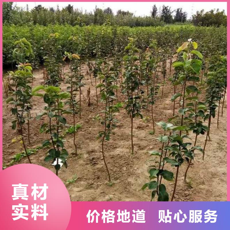 秋月梨种植苗多少钱一株