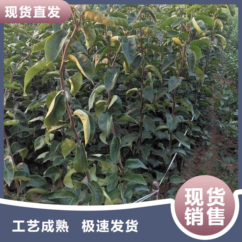 【梨】_秋月梨树苗用心制作