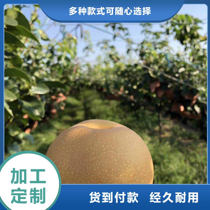 梨梨树苗基地商家
