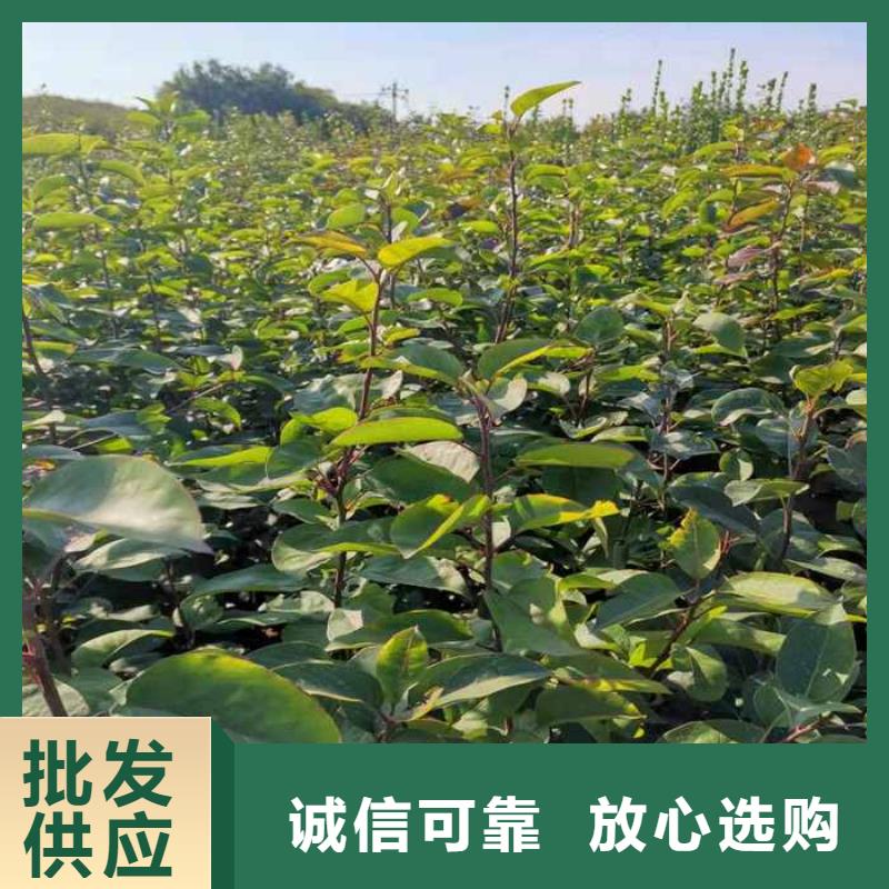 秋月梨种植苗生产基地