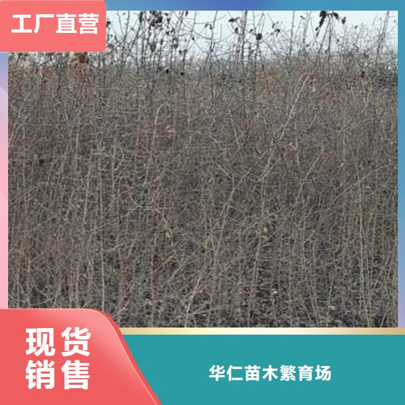 杜梨_新梨7号梨树苗厂家直销省心省钱