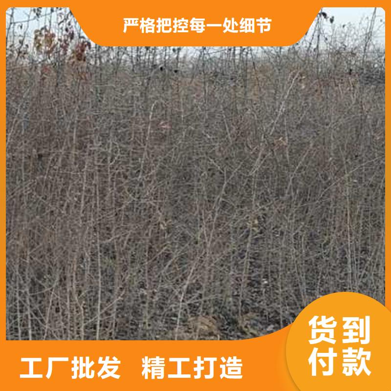 杜梨梨树苗基地多种工艺