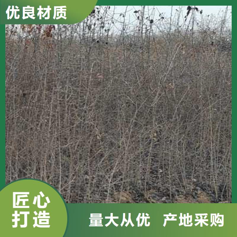 杜梨小苗哪里的品种纯