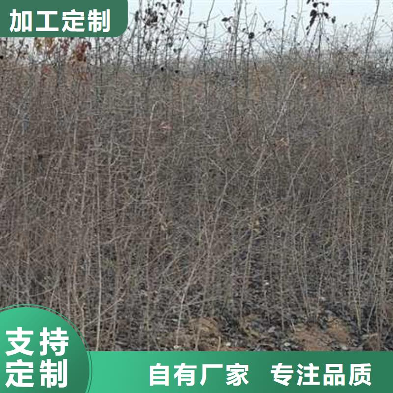 杜梨,香酥梨树苗大库存无缺货危机