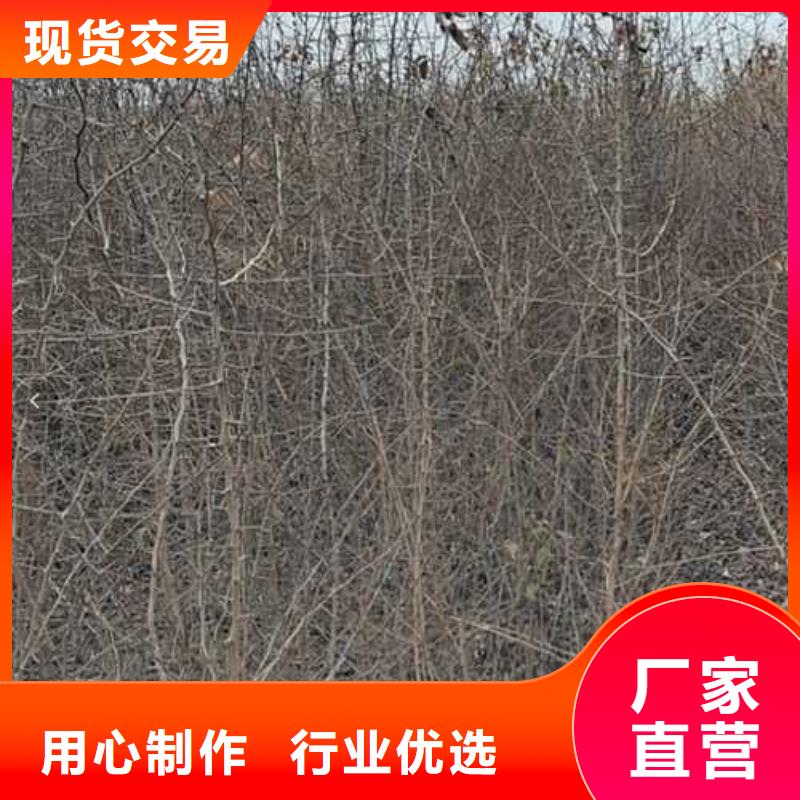 杜梨新梨7号梨树苗现货快速采购