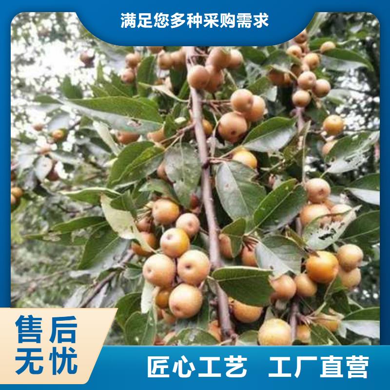杜梨,红香酥梨树苗源头厂家直销