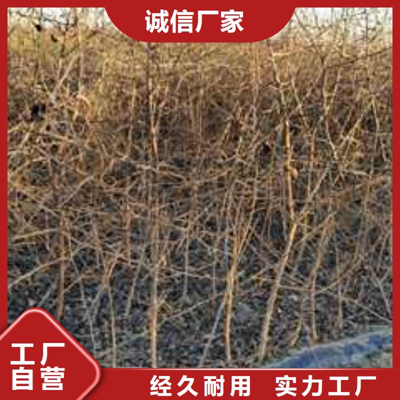 杜梨新梨7号梨树苗现货快速采购