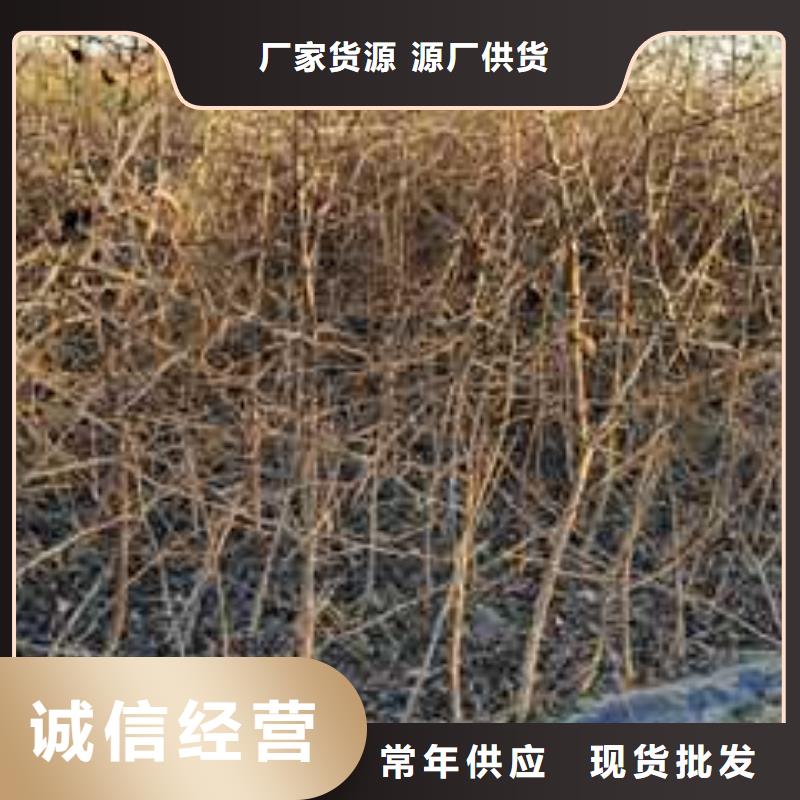 杜梨树苗品种
