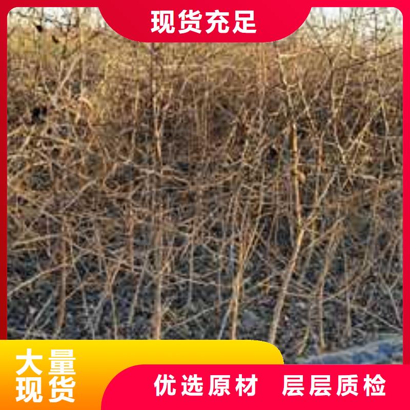 杜梨毛桃苗精心选材