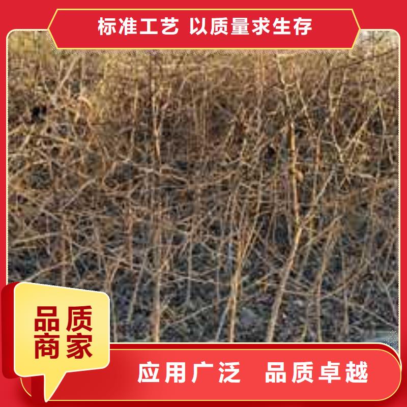 杜梨梨树苗基地好产品价格低