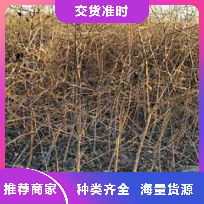 杜梨新梨7号梨树苗现货快速采购