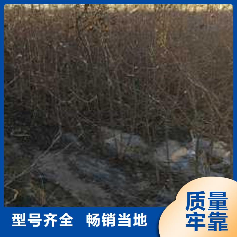 杜梨十四号桃树苗实体厂家