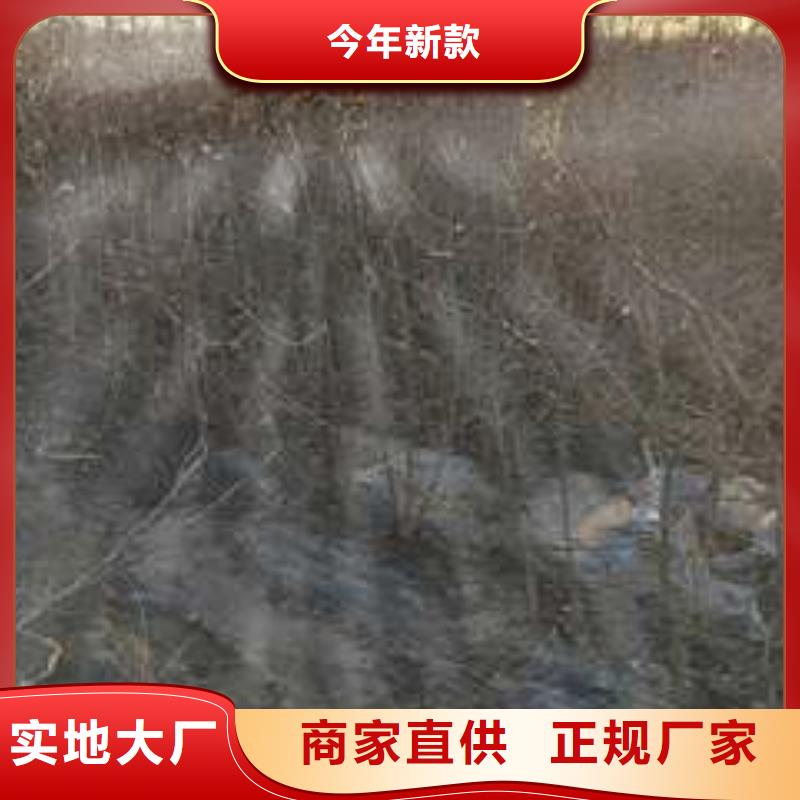 杜梨新梨7号梨树苗现货快速采购