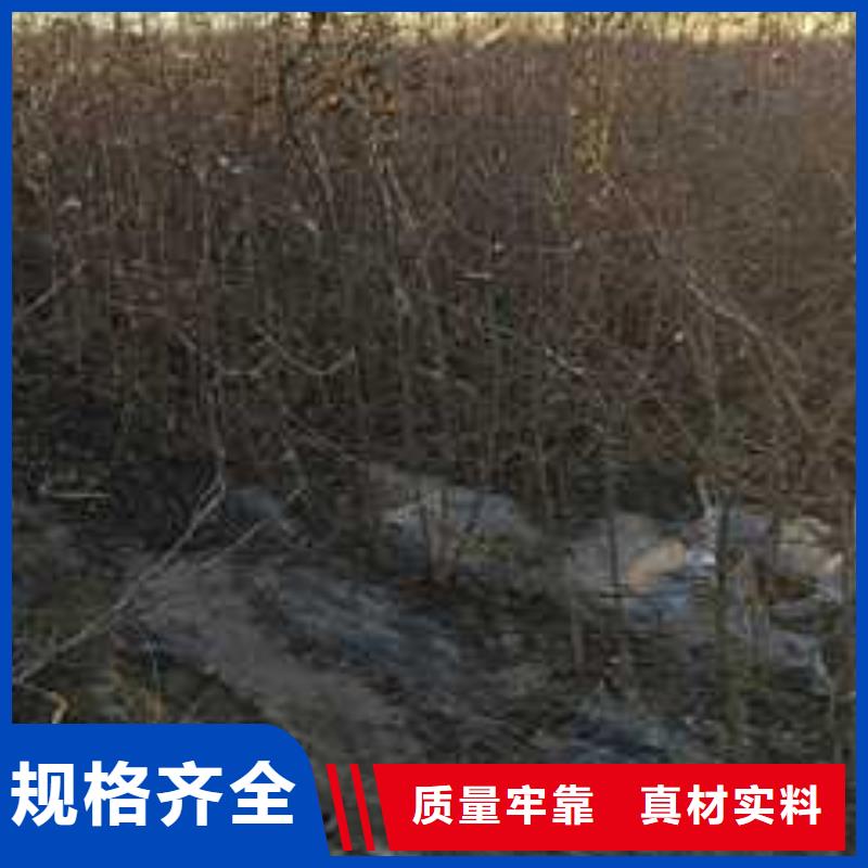 杜梨,杜梨苗价格有优势