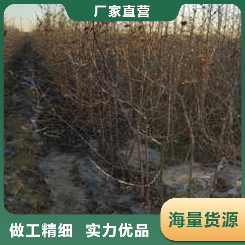 杜梨_山桃苗品质可靠