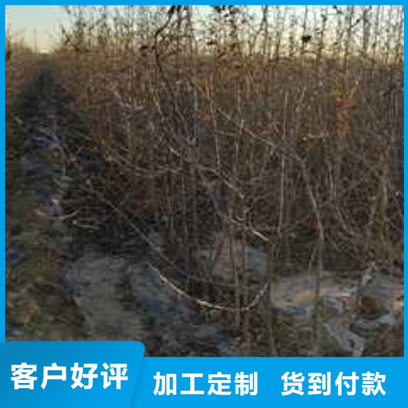 杜梨【瑞蟠101桃树苗】售后服务完善