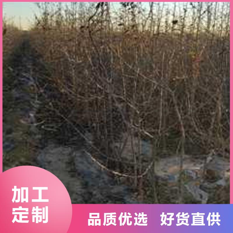 杜梨【梨树苗基地】专业的生产厂家