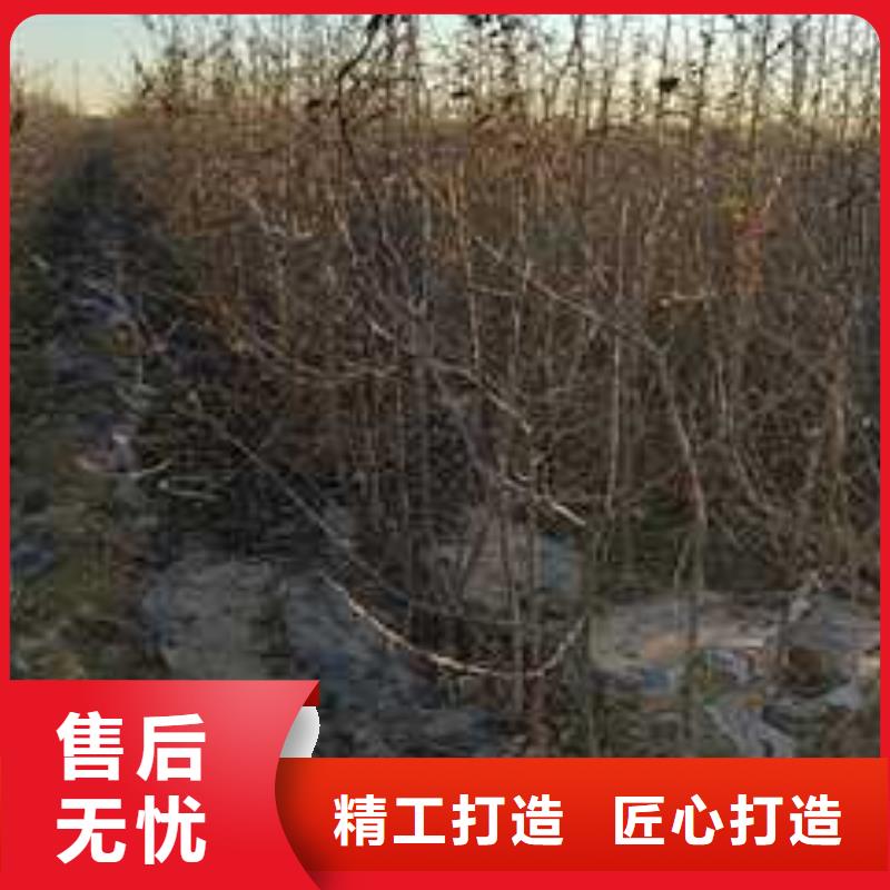 杜梨皇冠梨树苗产地采购