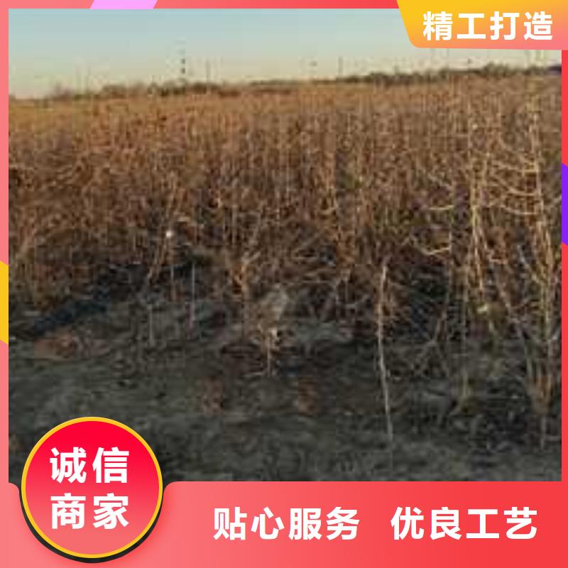 【杜梨海棠苗精心打造】