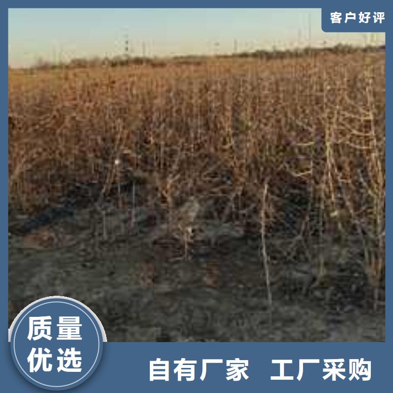 杜梨,红香酥梨树苗源头厂家直销
