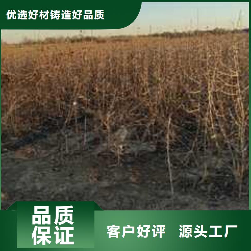 杜梨_新梨7号梨树苗厂家直销省心省钱