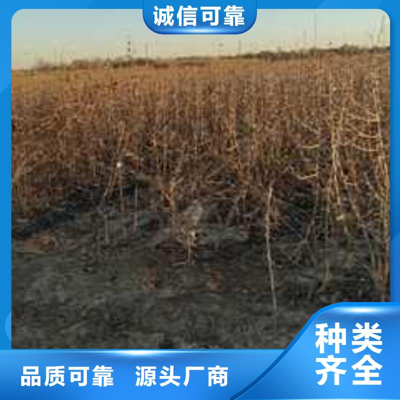 杜梨苗2025品种