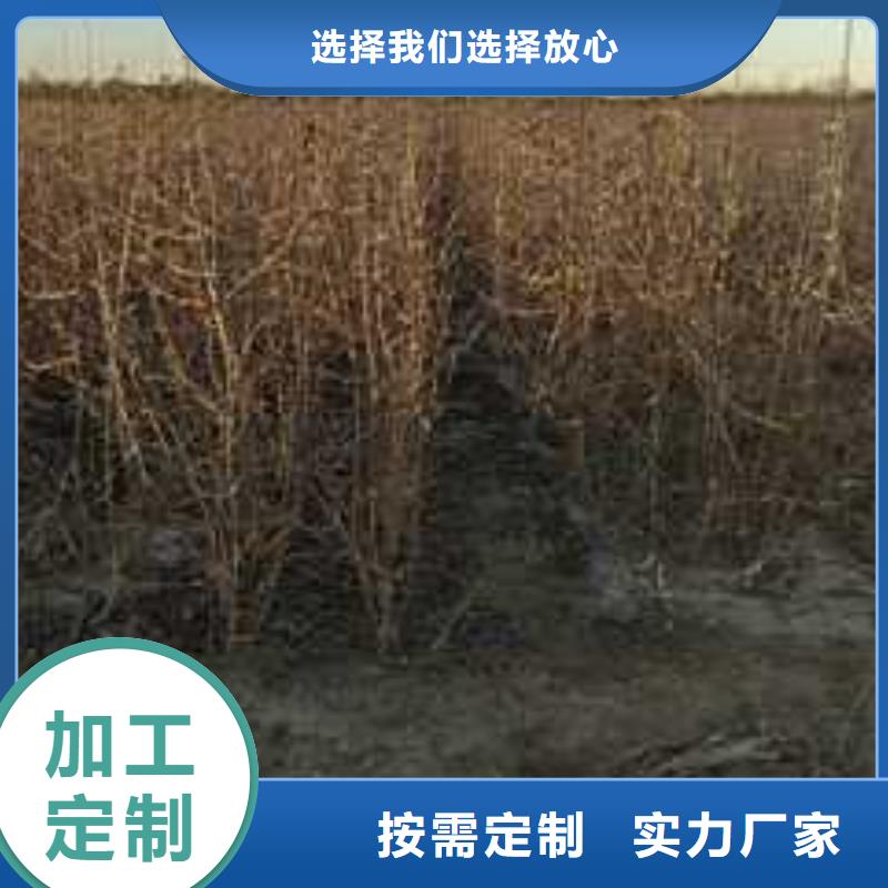杜梨瑞蟠101桃树苗检验发货