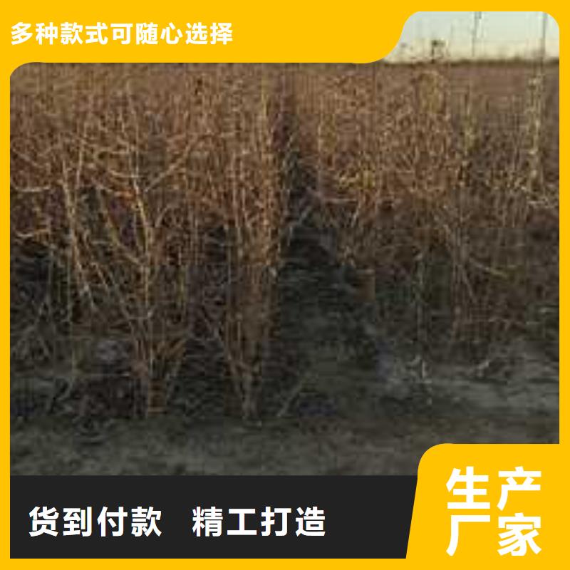 杜梨苗种植基地