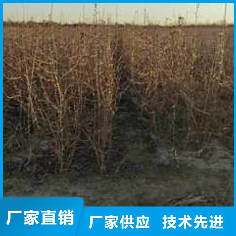 杜梨梨树苗基地好产品价格低