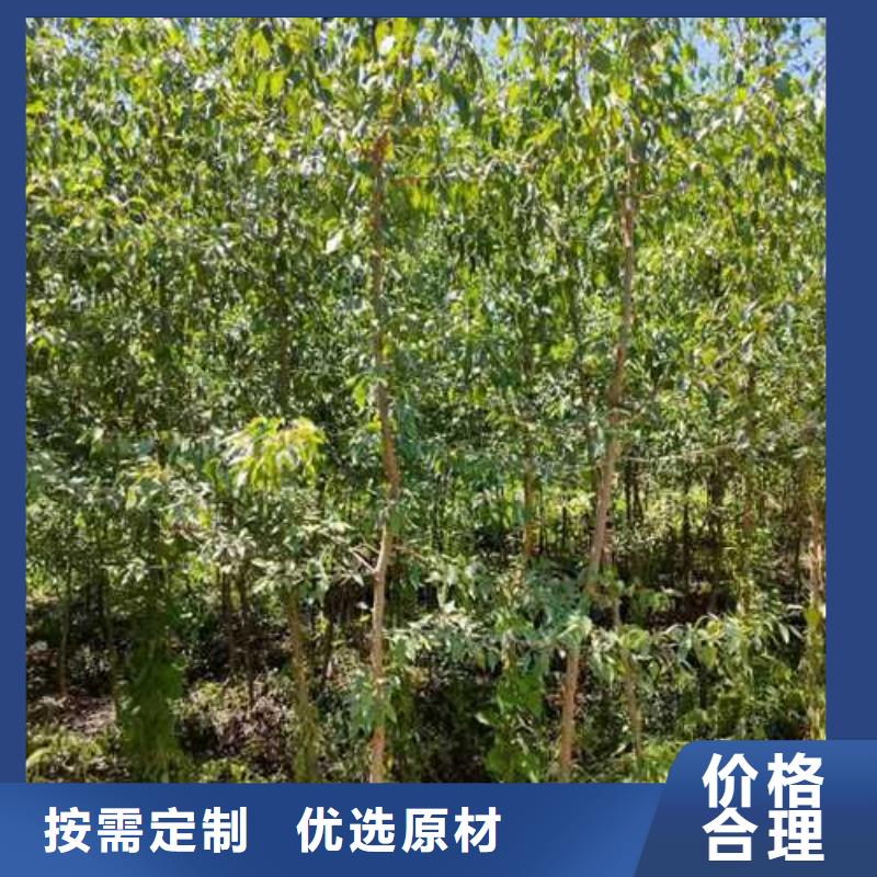 【杜梨海棠苗大库存无缺货危机】