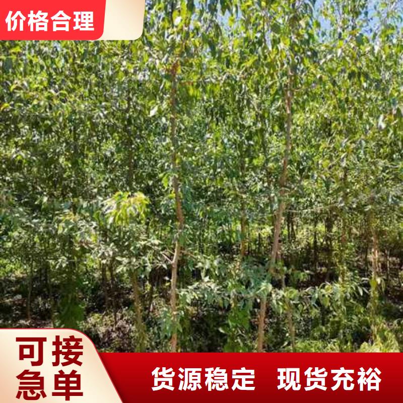 杜梨毛桃苗精心选材