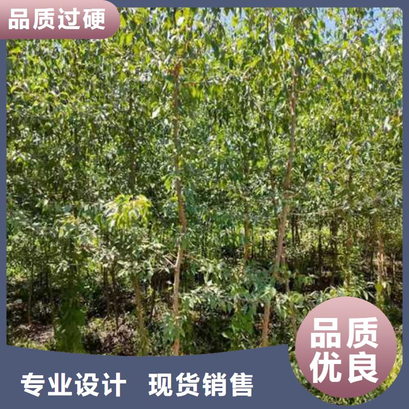 杜梨小苗品种