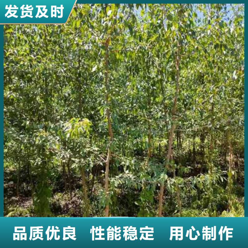 杜梨玉露香梨树苗价格公道合理