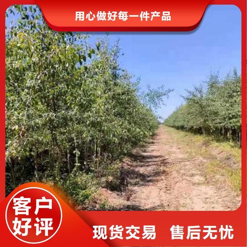 【杜梨红香酥梨树苗支持定制加工】