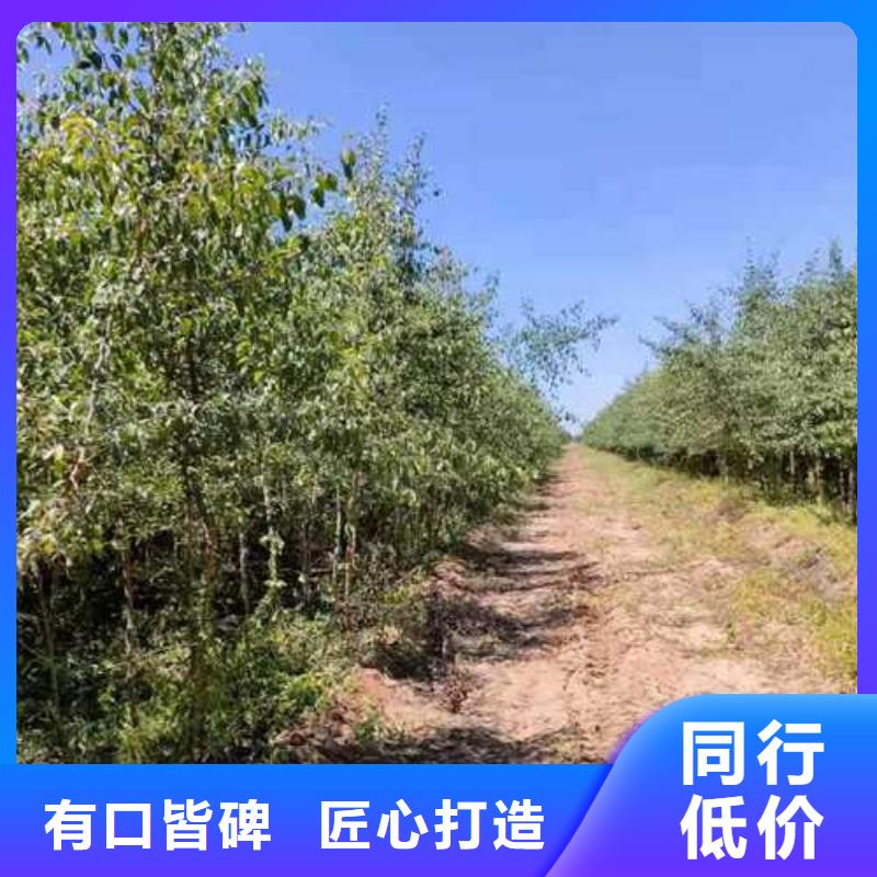 杜梨苗怎样购买